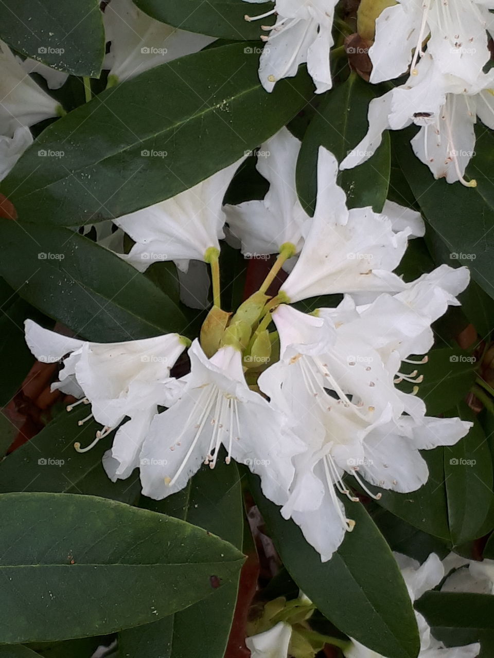 White Rhododendron