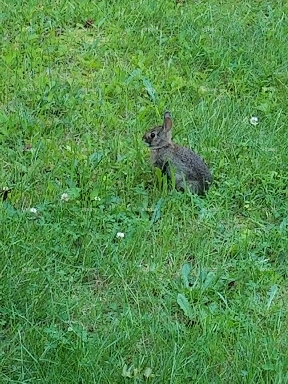 Rabbit in the grass in my yard