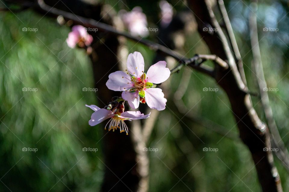 White flower living on a tree