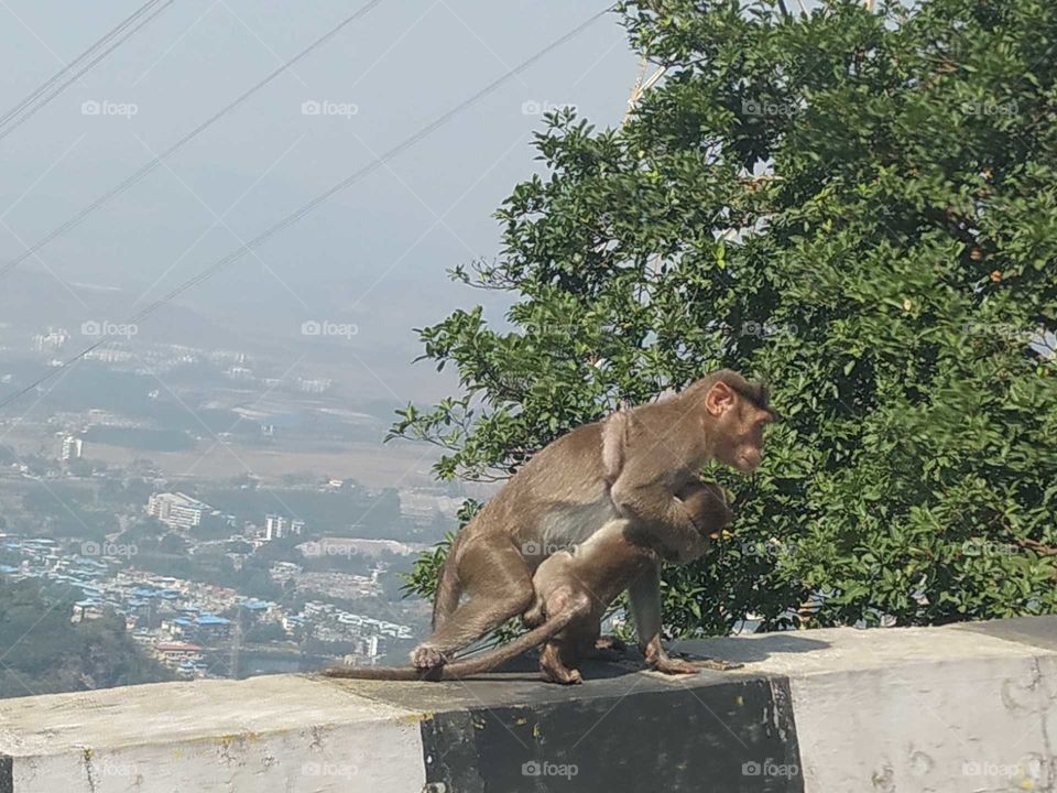 A mother monkey carrying her baby.
