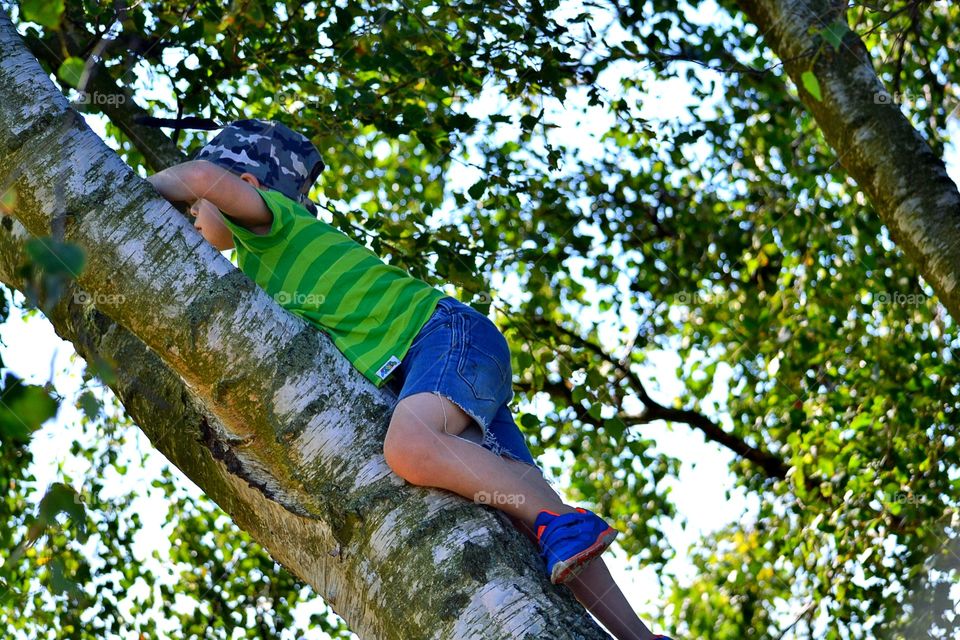 Climbing tree