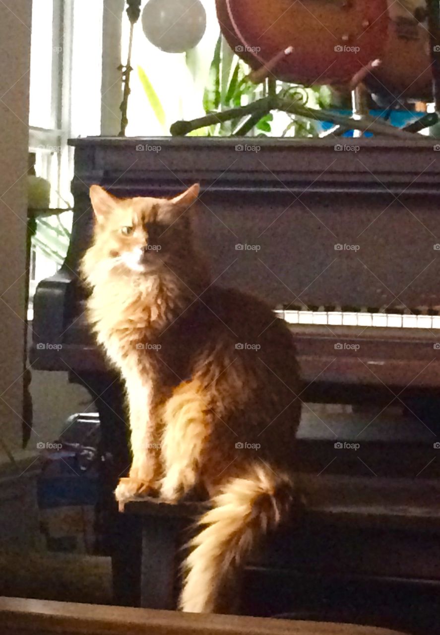 Feline for piano. Handsome Somali cat sits at piano bench