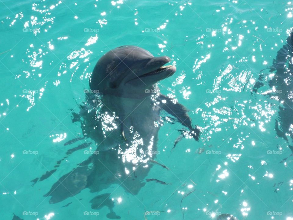 Dolphin 