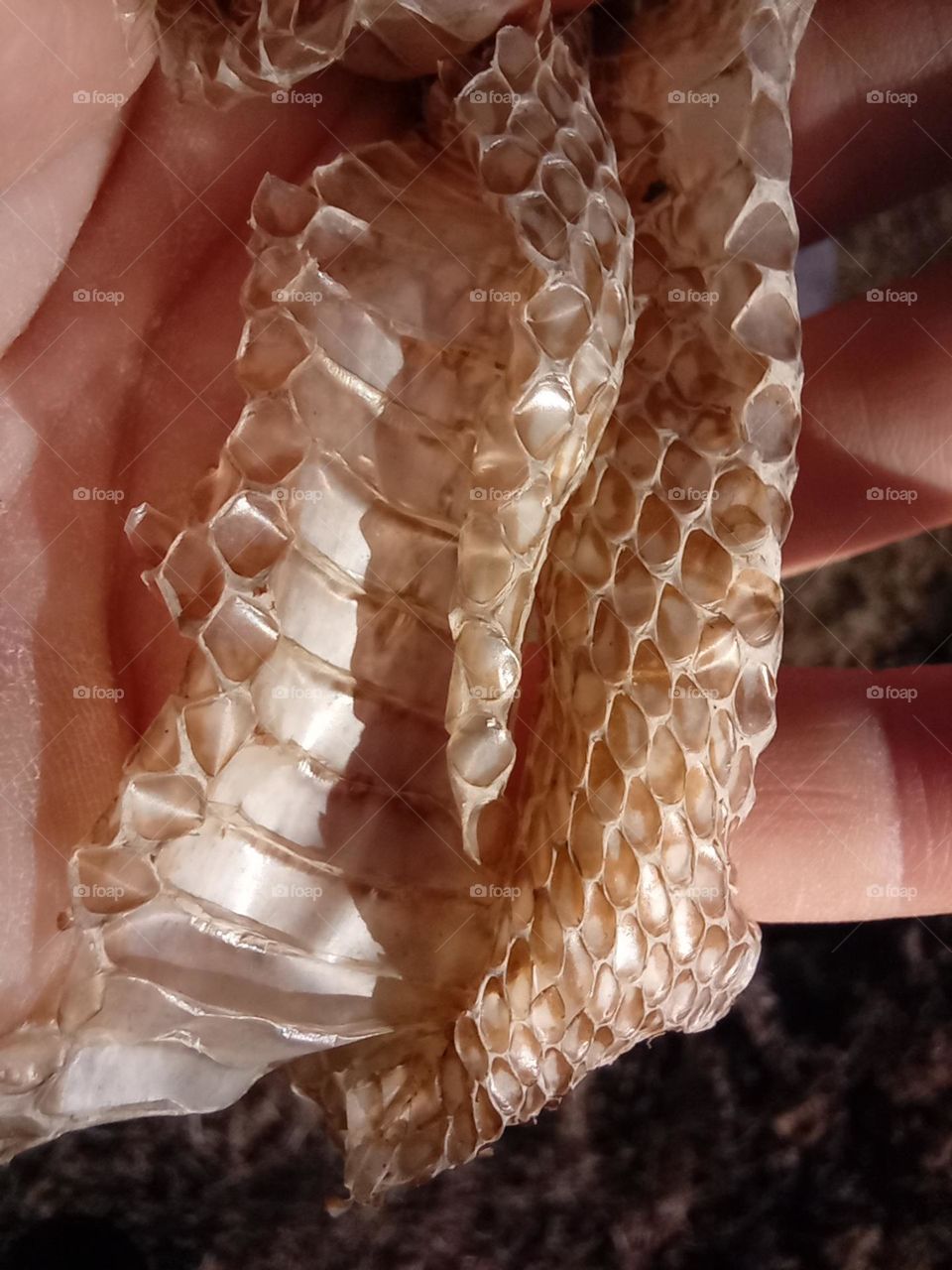 Close up Snakeskin and Scale pattern. Golden coloured Shedded Skin of a European Green Whip Snake. Snakes shed their Skin through a process called Ecdysis. Most Shedded Snake Skins are this colour. This also shows the Ventral Scales or Gastrosteges.