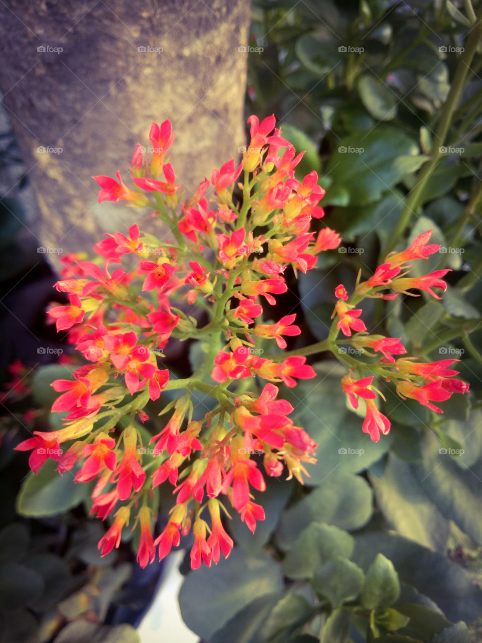 flower in my garden