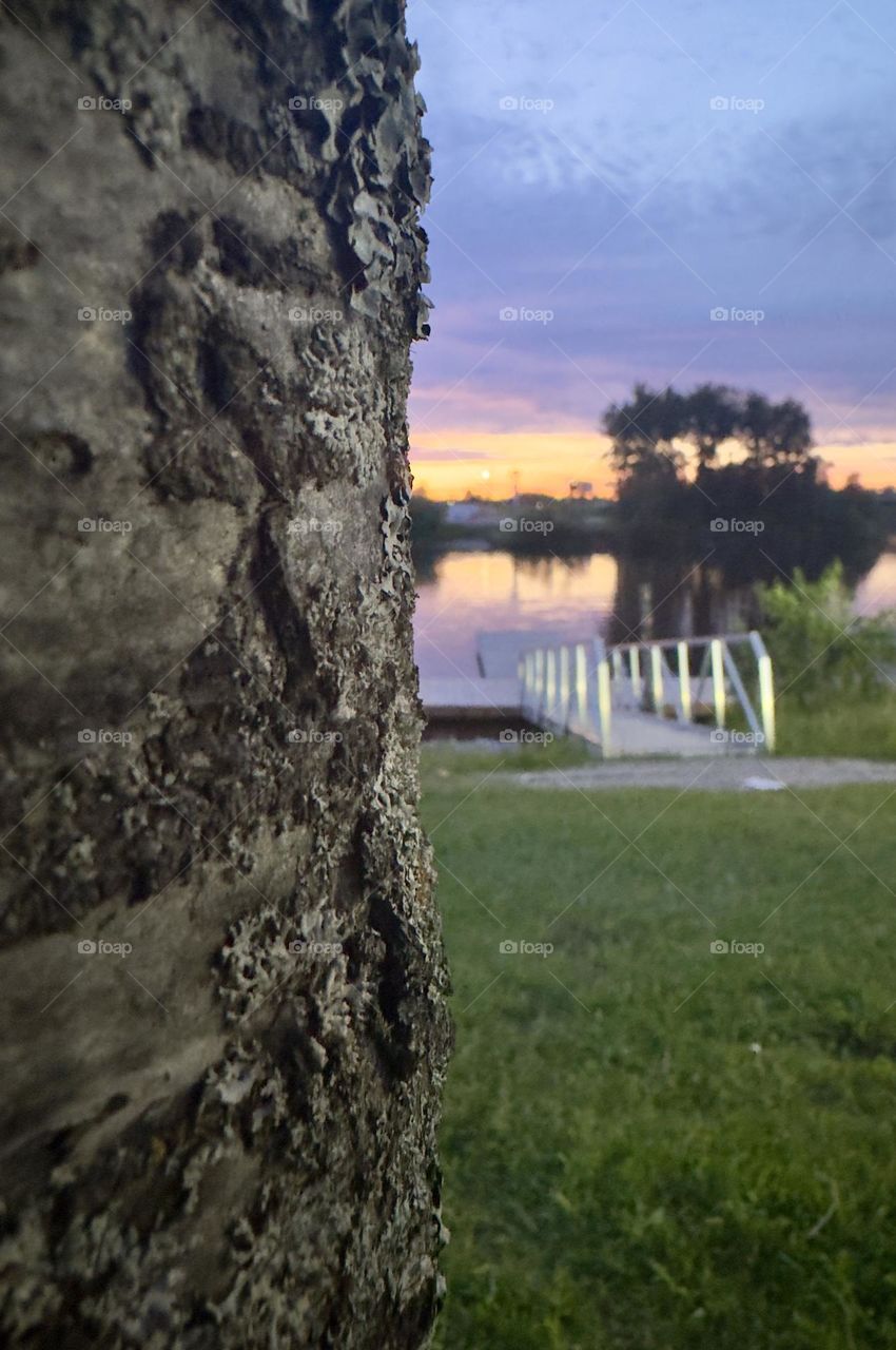 Around the tree, there’s a beautiful view 