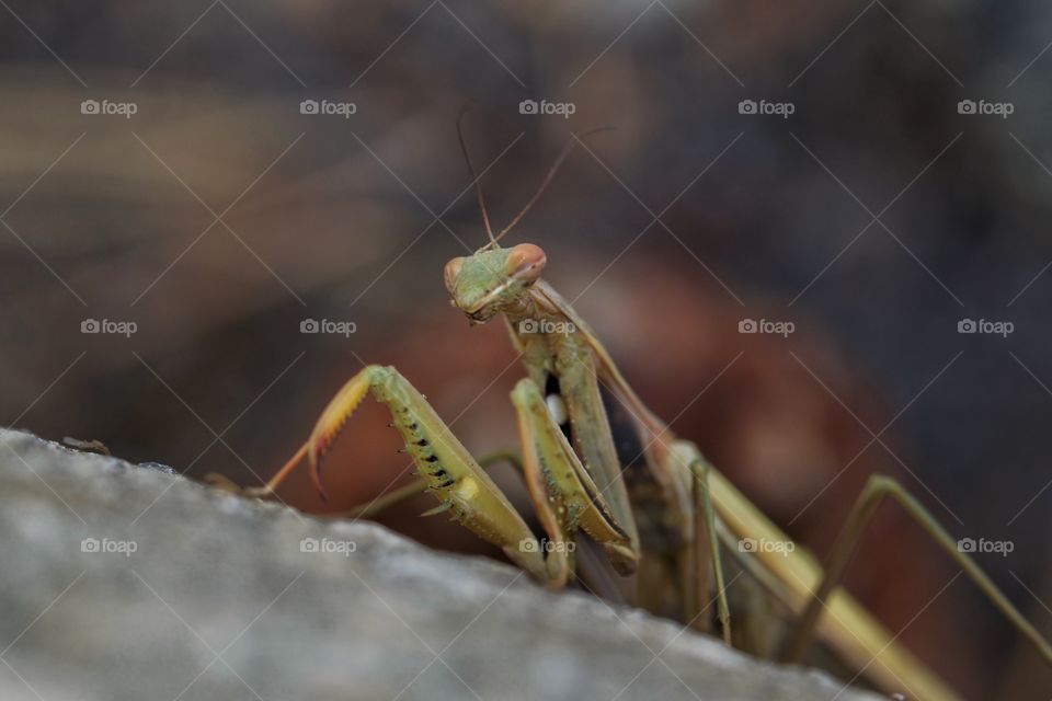 Close-up of a mantis