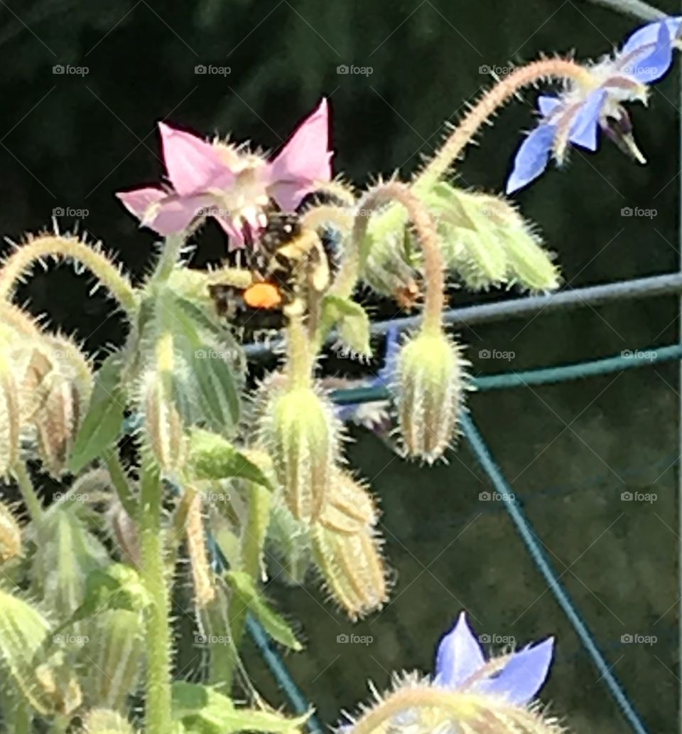 Bombus Bumblebee on my Borage