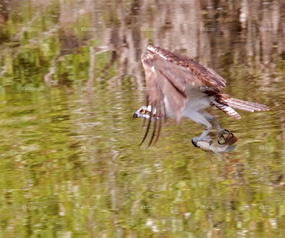 Osprey's Catch
