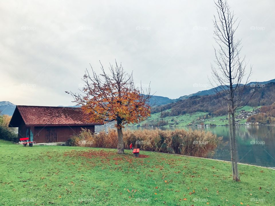 Autumn tree and lake in Switzerland 