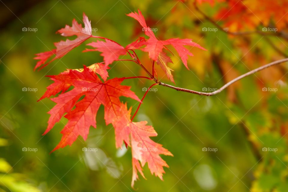 Feuilles rougeoyantes à l'automne (France, Alpes)