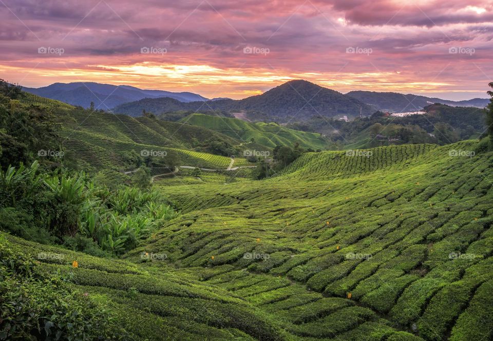 Beautiful scenery in Cameron Highlands, Malaysia