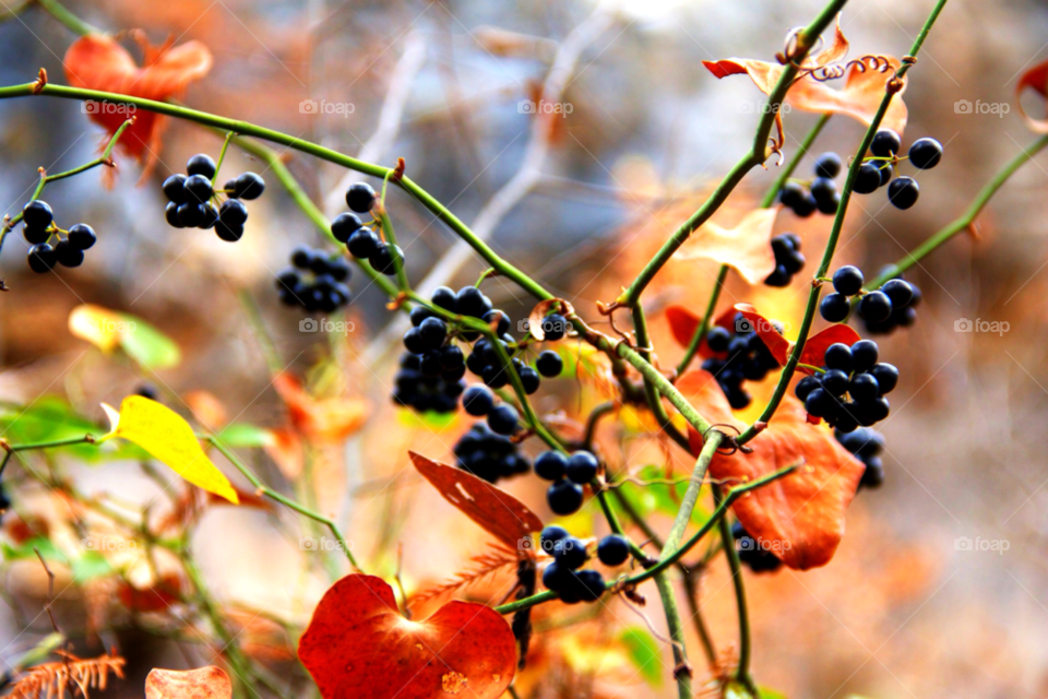 plants berries vine by avphoto