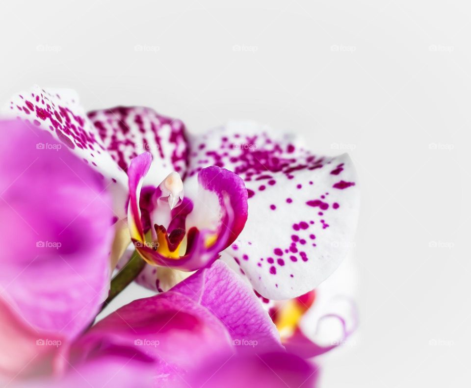 Close up of pink & white moon or moth orchids