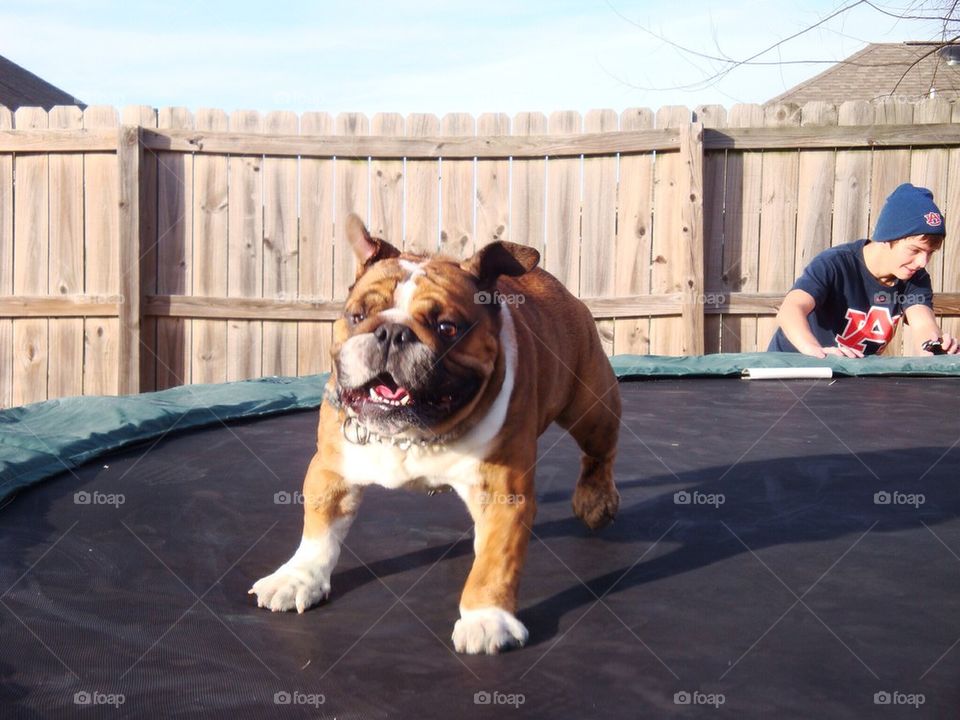 Bulldog on Trampoline
