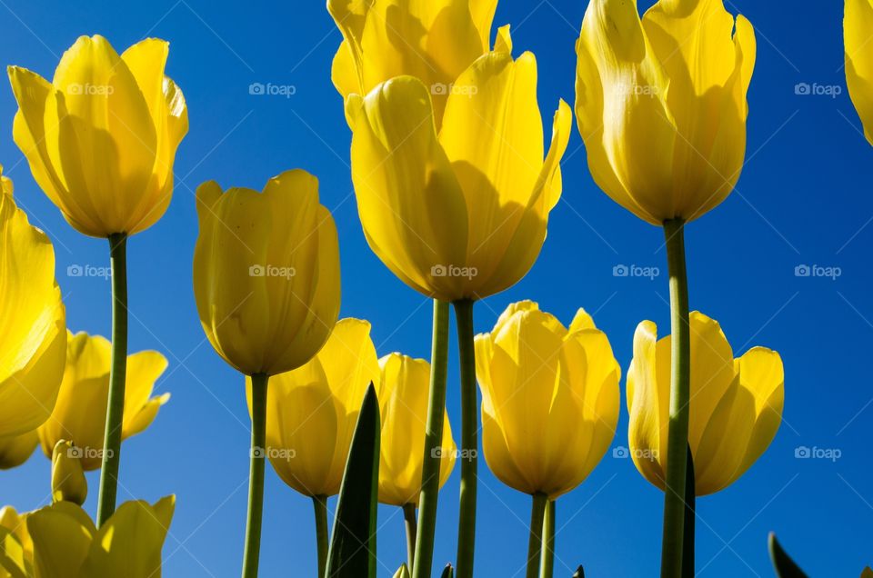 Low angle view of tulip flowers