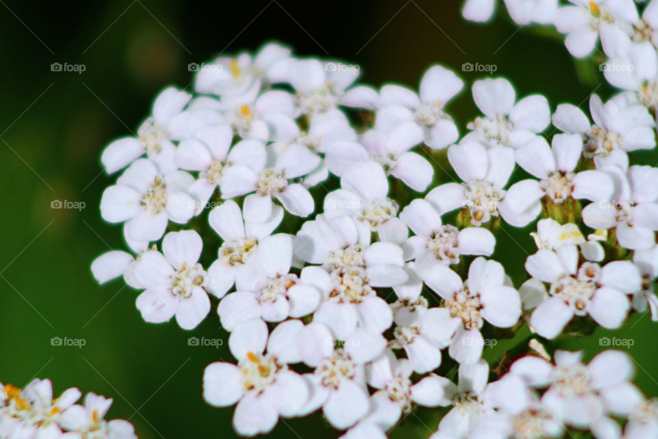 White flower