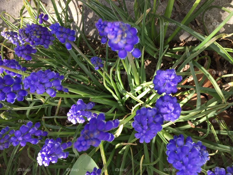 Purple Hyacinths