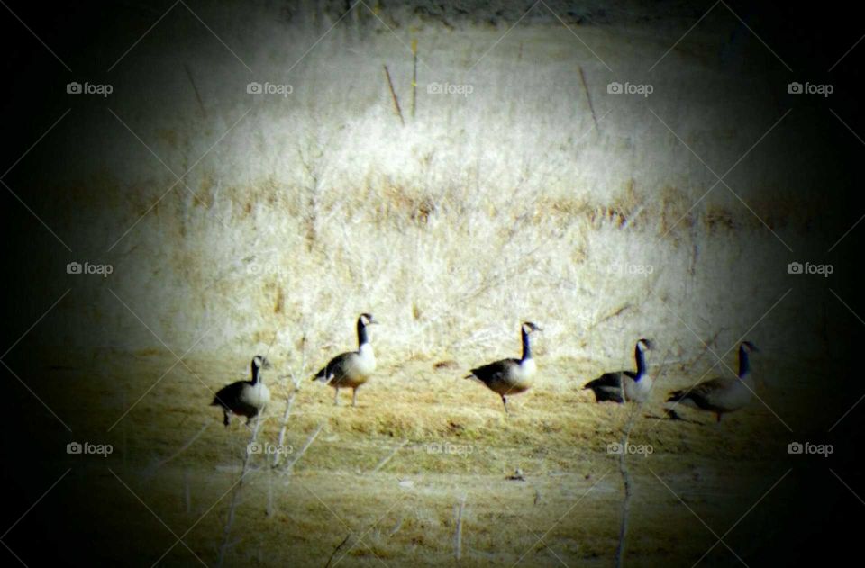 Getting all the geese in a row