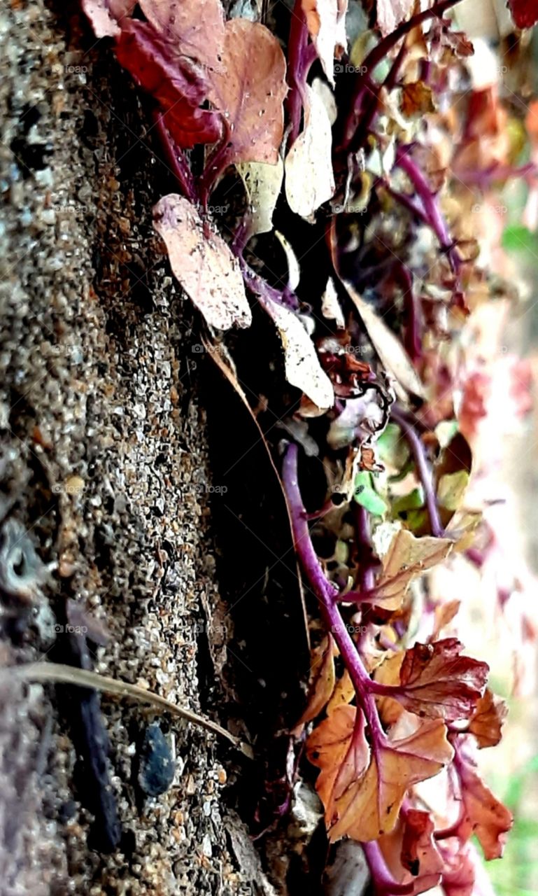 textures and colors in the garden