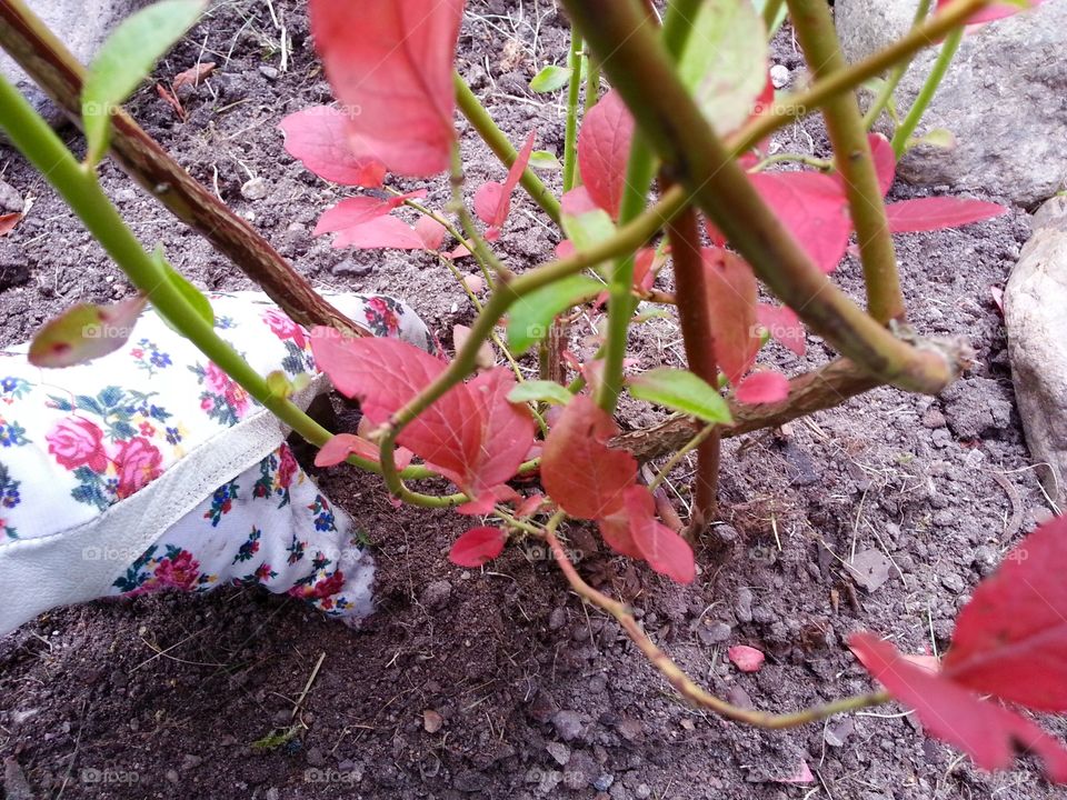 I love blueberries and I have finally planted three bushes in my garden.
I am looking forwards to the harvest😀

