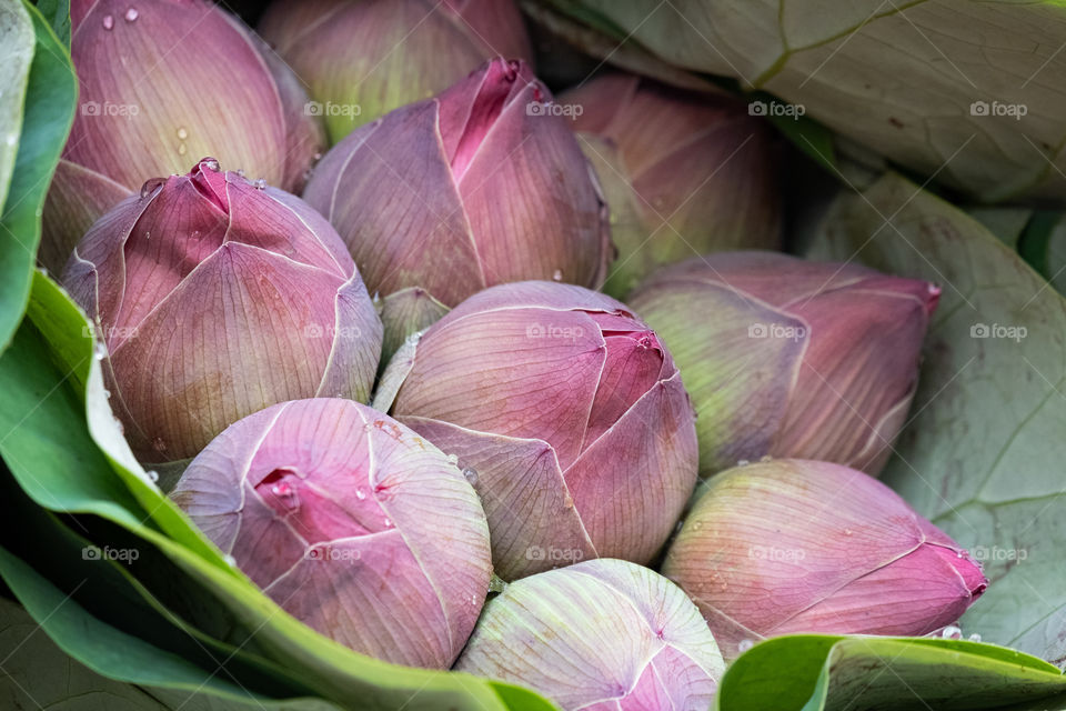 Fresh lotus at Pak Khlong Talat (Flower Market) in Bangkok Thailand