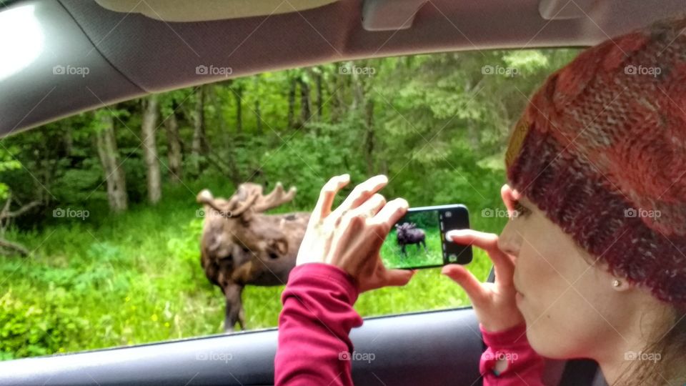 woman taking picture of moose on roadsidd