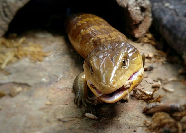 Blue tongue skink eating crickets