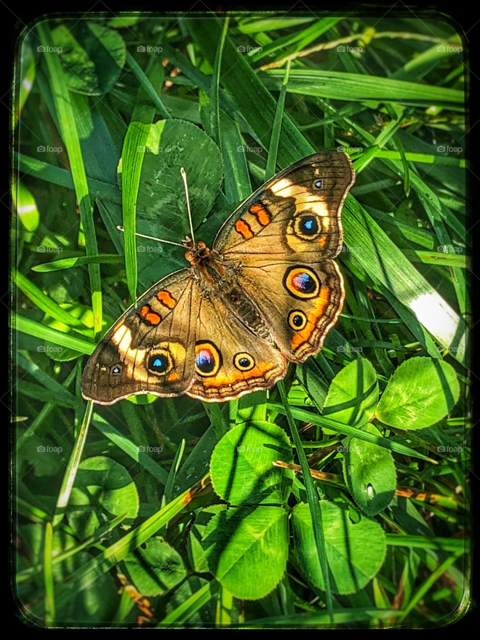 Beautiful butterfly 