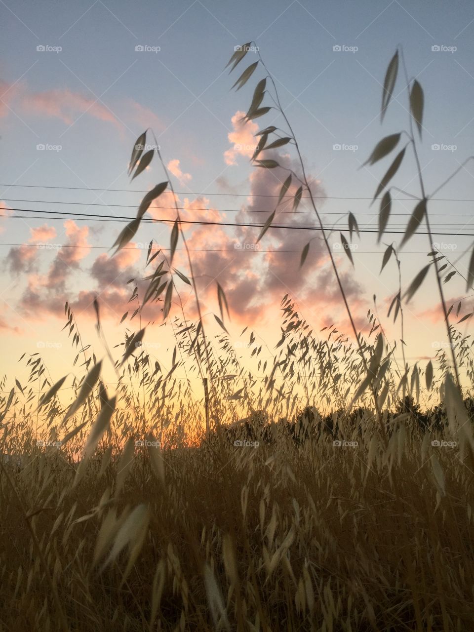 Spikes in the sunset