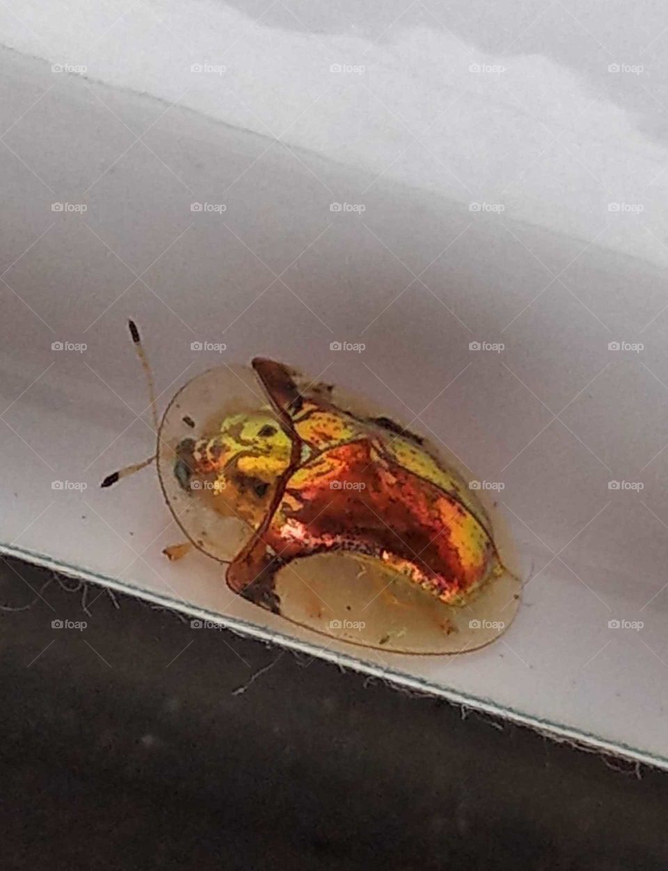 The glorious mother nature: small insect, big attraction. met an insect called "Aspidomorpha indica(Boheman,1775)" in a restaurant's dining table, its golden body was bright and magical, it must be a masterpiece of mather nature.