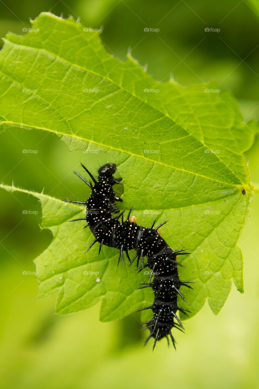 Nature, Leaf, Insect, No Person, Outdoors