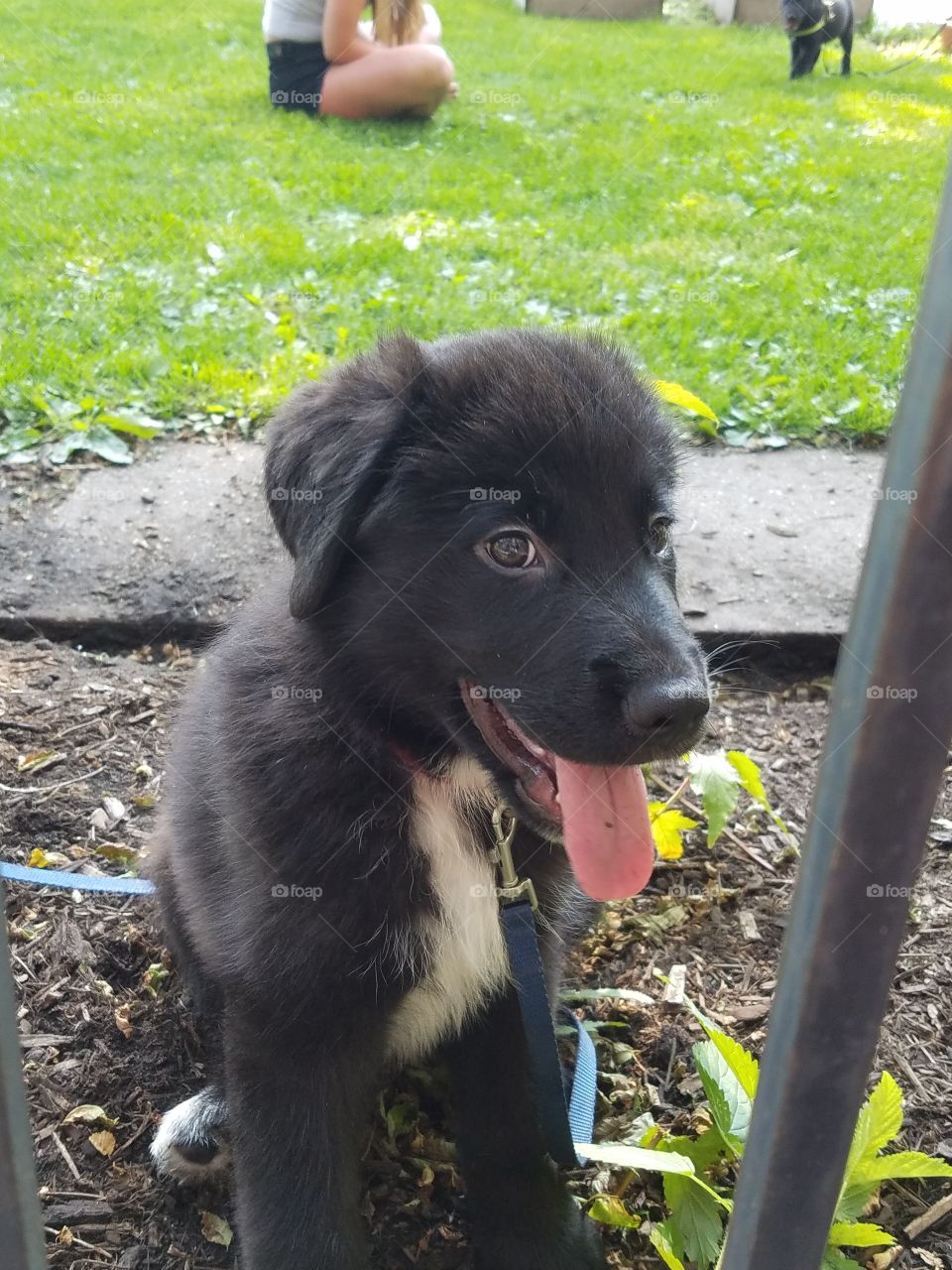 Foapcom Cute Black And White Puppy St Bernard Lab Mix