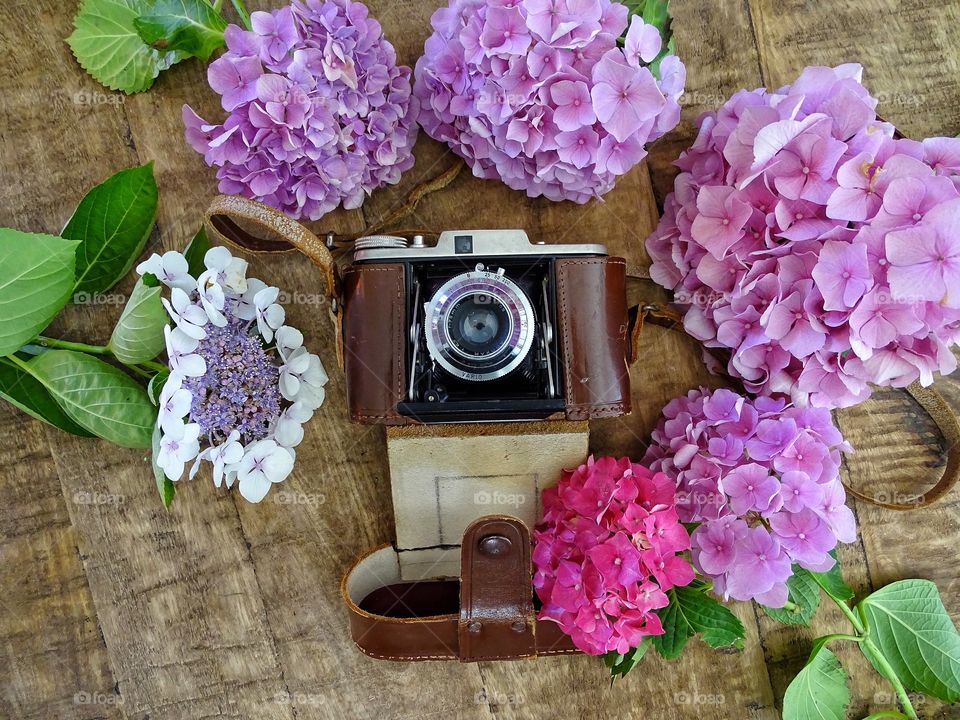 Old camera with hydrangea