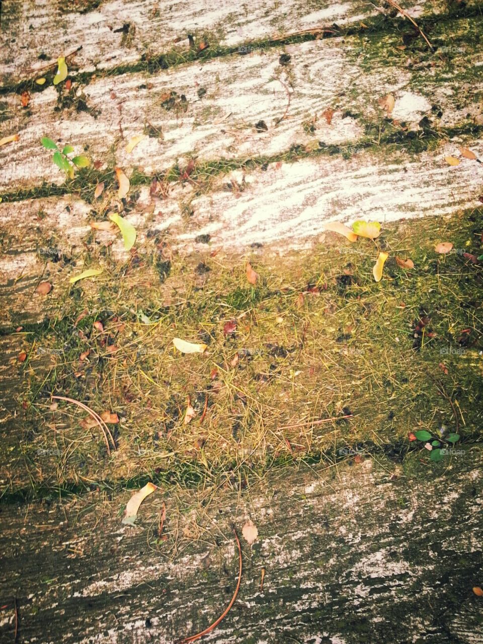 Grass Wood Moss