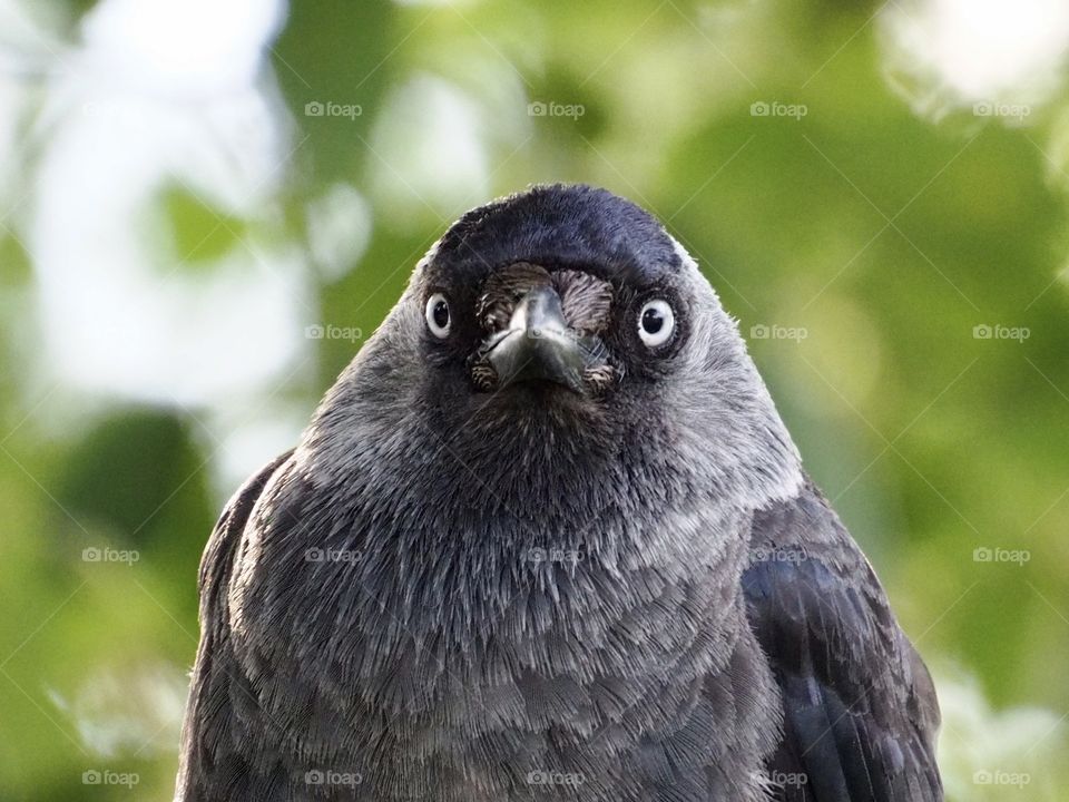 Jackdaw