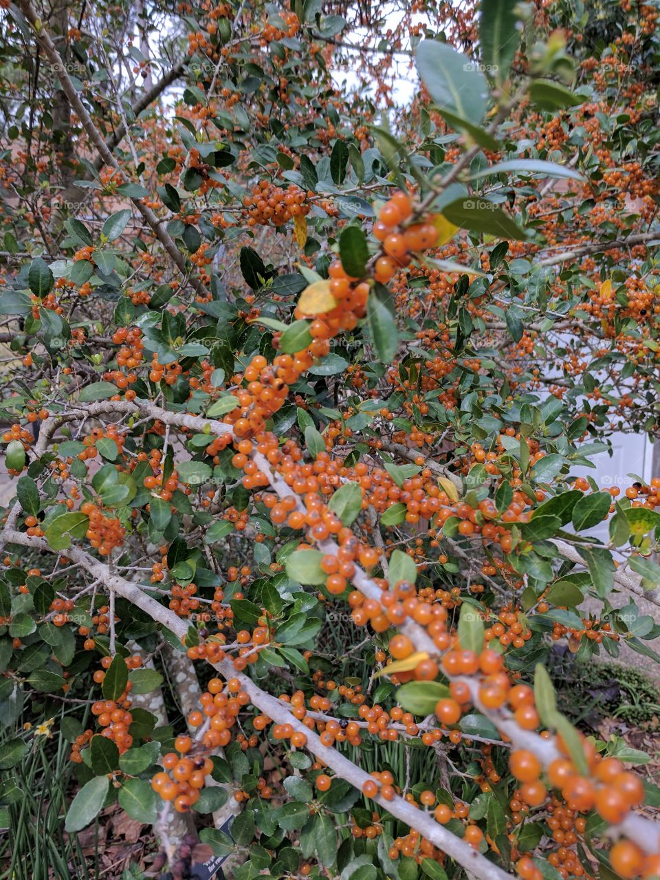 berried tree