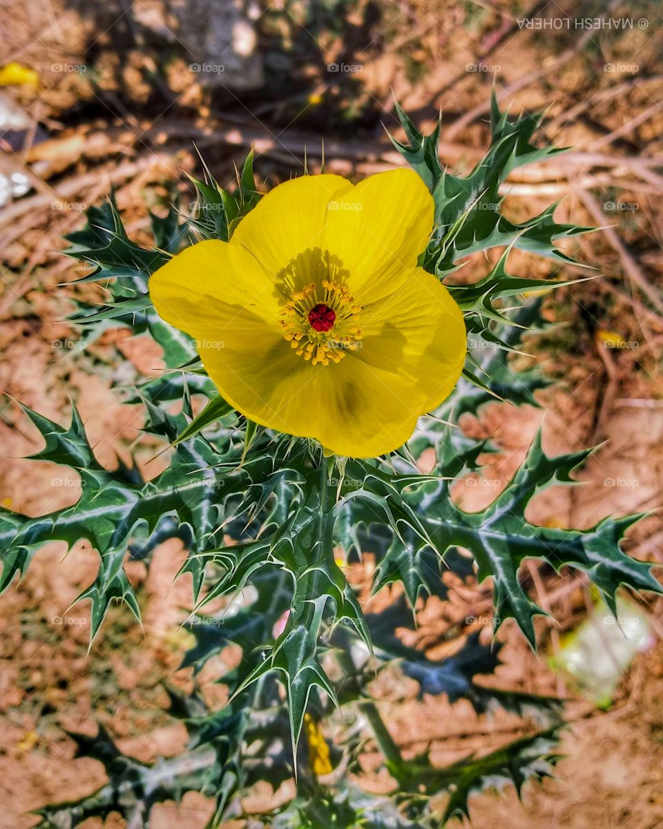 editers' choice: photo of the...