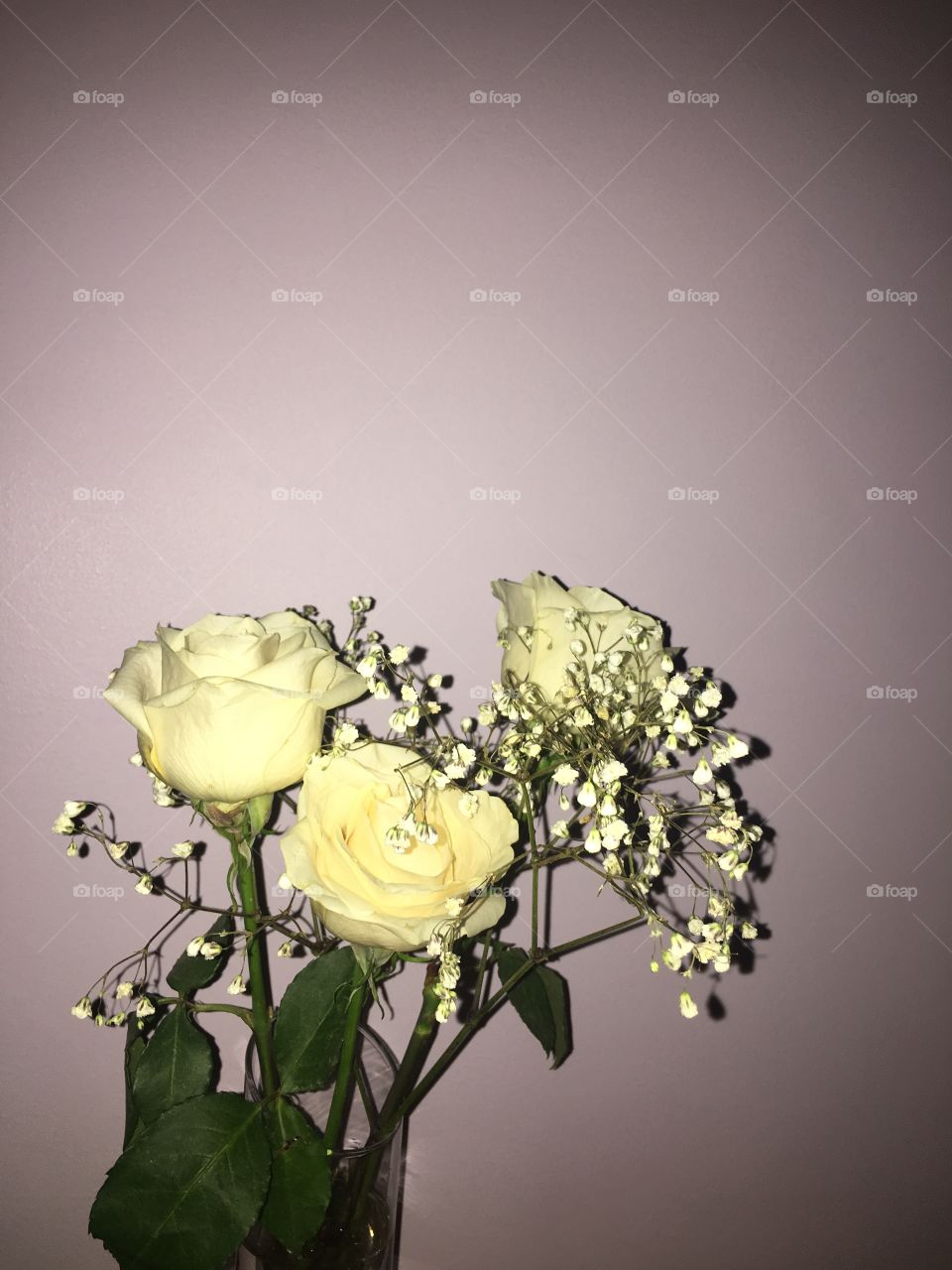 cream roses