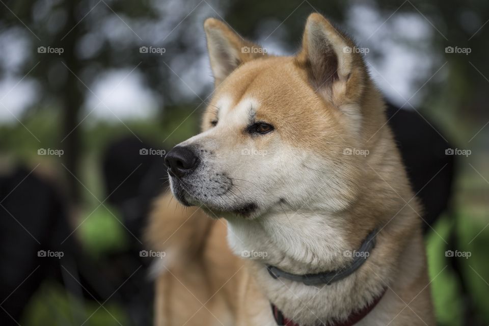 Akita Inu