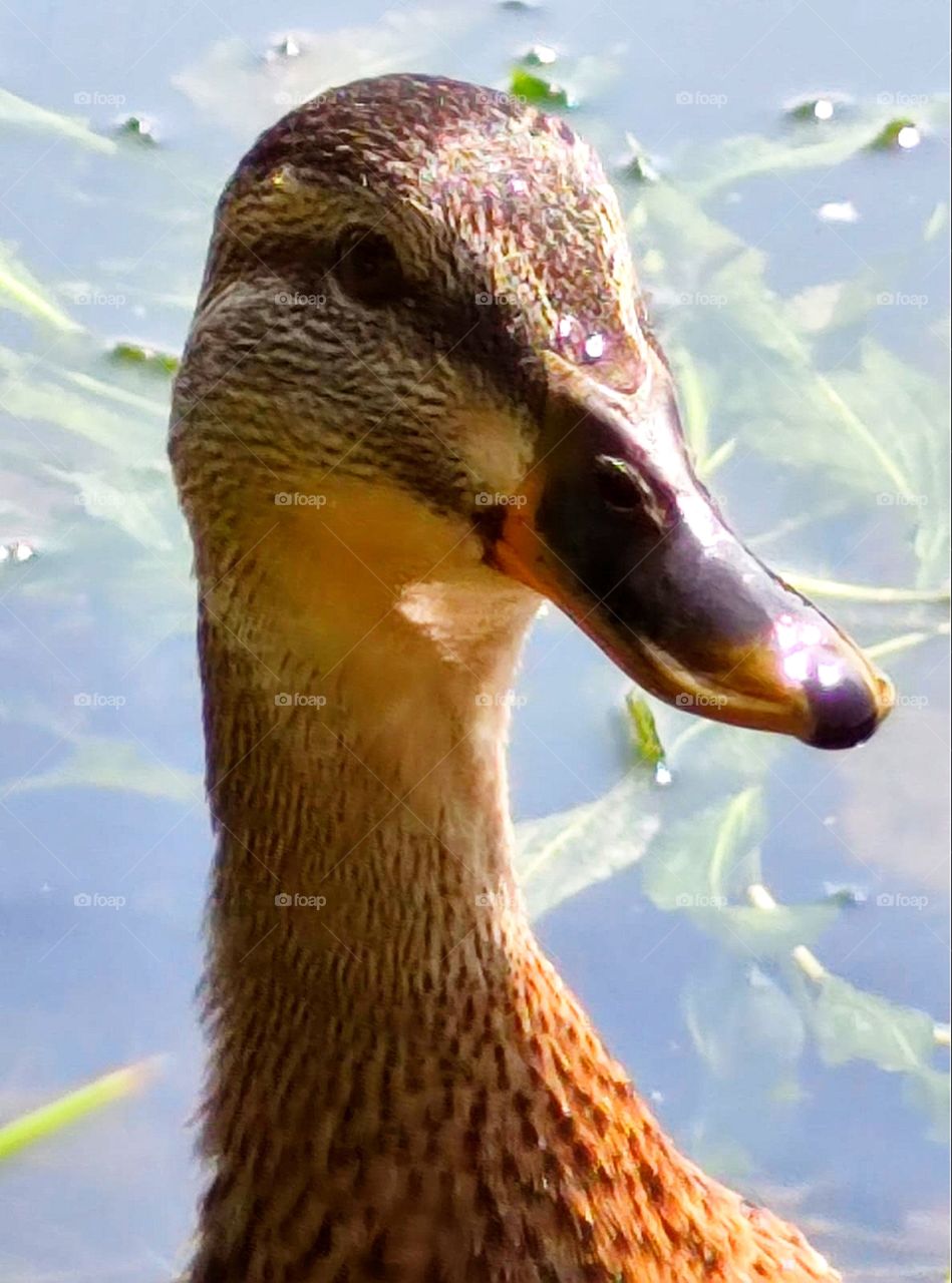 Portrait of a duck with a serious look.  The duck that makes you smile