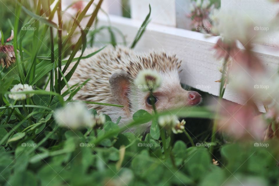African pygmy hedgehog hiding amongst the clovers and wildflowers