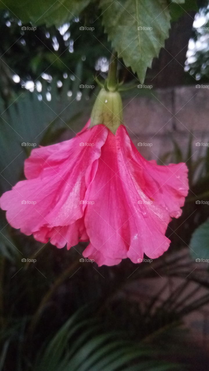 fallen hibiscus