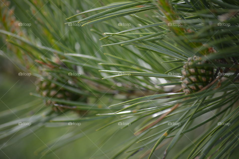 Needle, No Person, Nature, Evergreen, Conifer