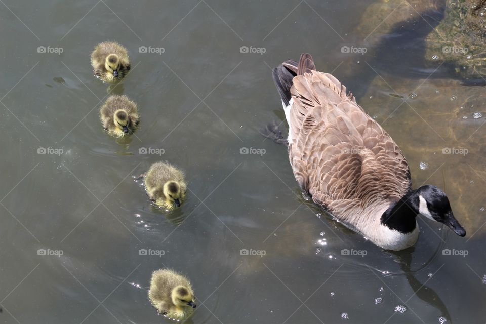 Goslings with mama on river 