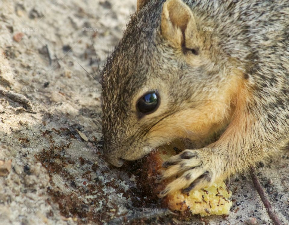 Squirrel eating food with ants. Squirrel eating food with ants 