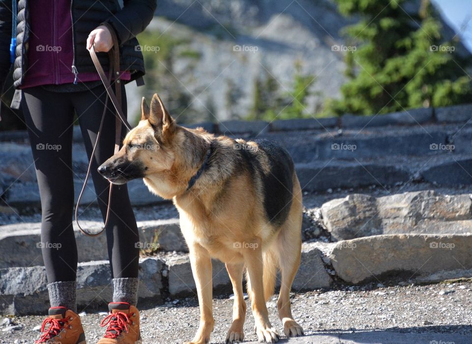 German Shepard on a walk