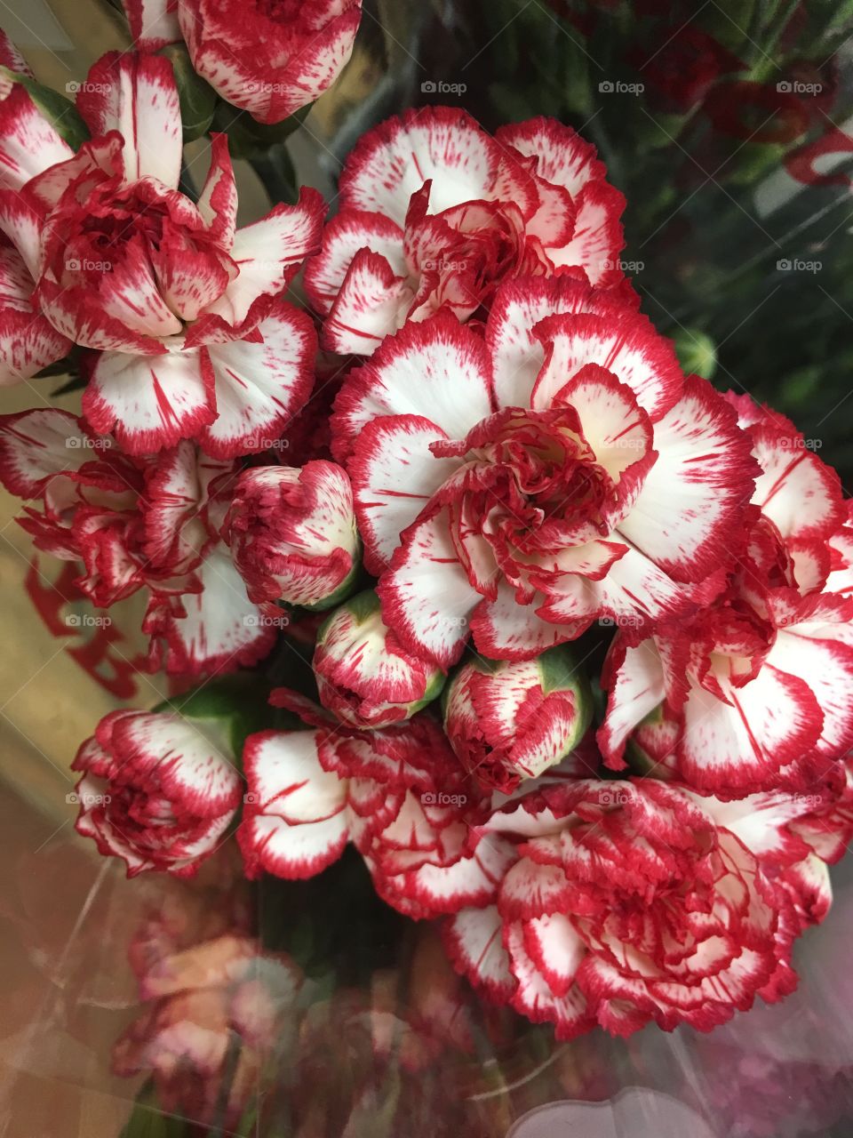 Red and white carnations 