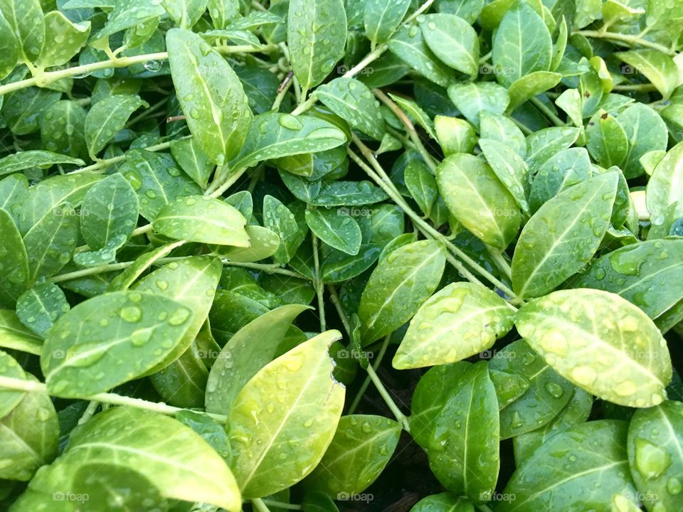 Wet Leaves