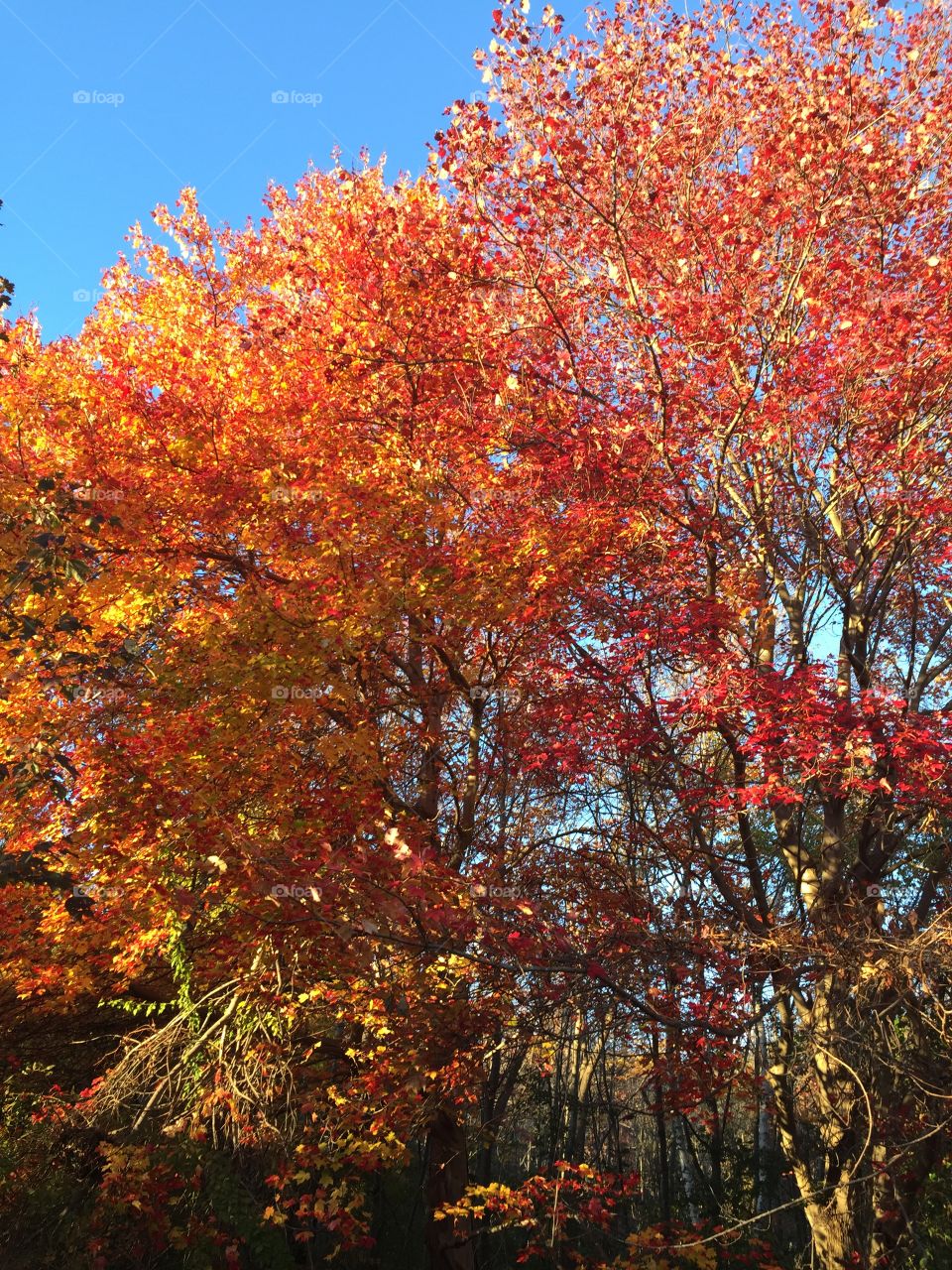 Foliage . Taken in Waltham, MA